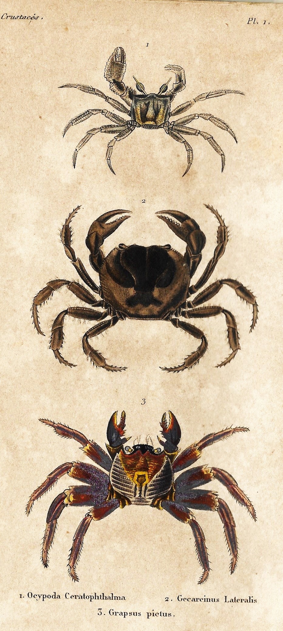 Crustaceos 1. 1842 Ilustraciones