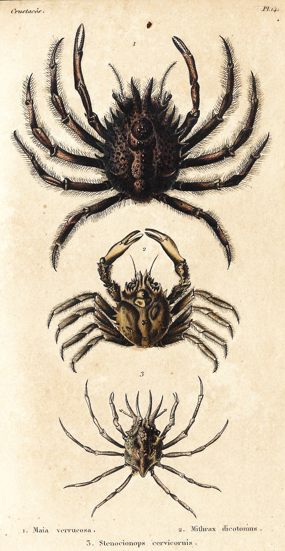 Crustaceos 14. 1842 Ilustraciones