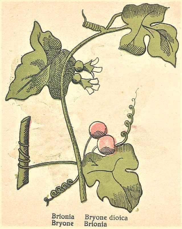 Bryone dioica. Barbé Plantas Medicinales
