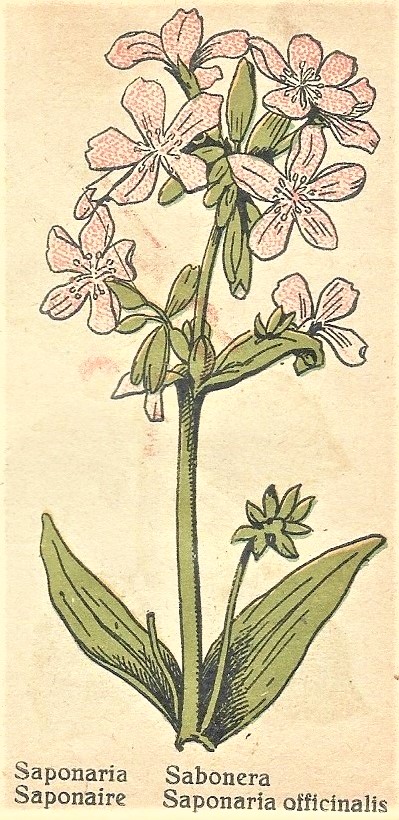 Saponaria officinalis. Barbe Plantas Medicinales