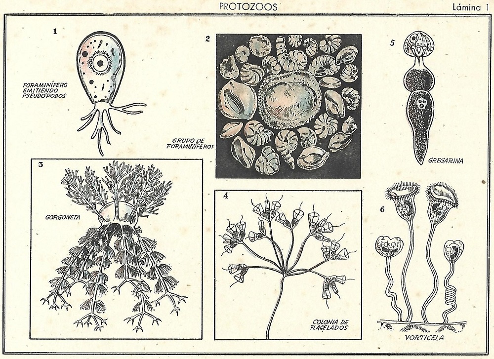 Atlas Historia Natural Zoología general. Lámina 1. Protozoos.