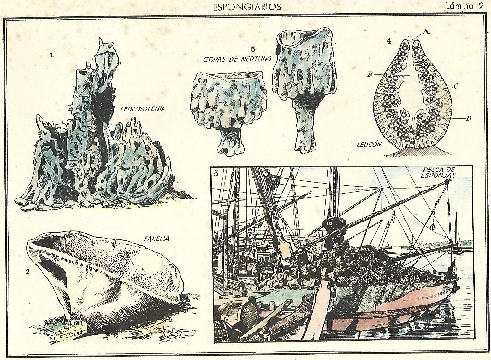 Atlas Historia Natural Zoología general. Lámina 2. Espongiarios.