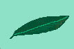 hoja olivo