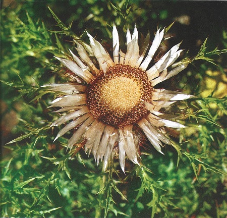 Flora Medicinal. Carlina aculis