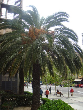 20120418 Palmera canaria, en Paseo María Agustín de Zaragoza, 01
