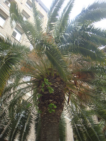 20120418 Palmera canaria, en Paseo María Agustín de Zaragoza, 02