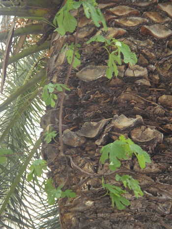 20120418 Palmera canaria, en Paseo María Agustín de Zaragoza, 03