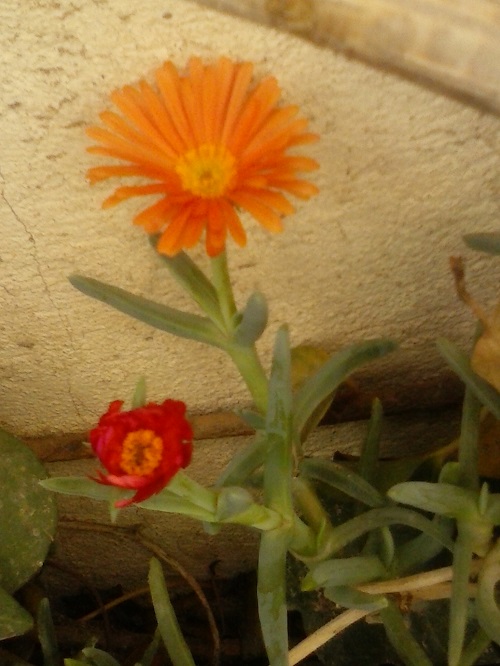 Crasas en la ventana junto con otras plantas y con hijuelos que salen de sus raices 1