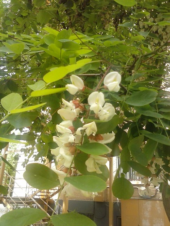 Robinia flores y hojas