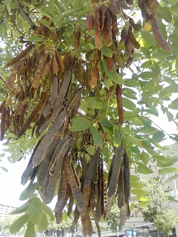 Robinia, frutos parecidos a las acacias