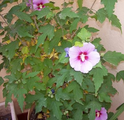 Althaea officinalis, Malvavisco 1