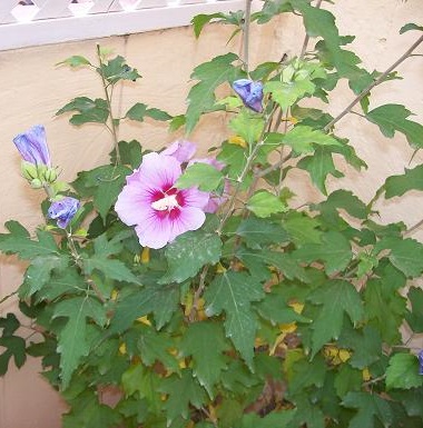 Althaea officinalis, Malvavisco 2