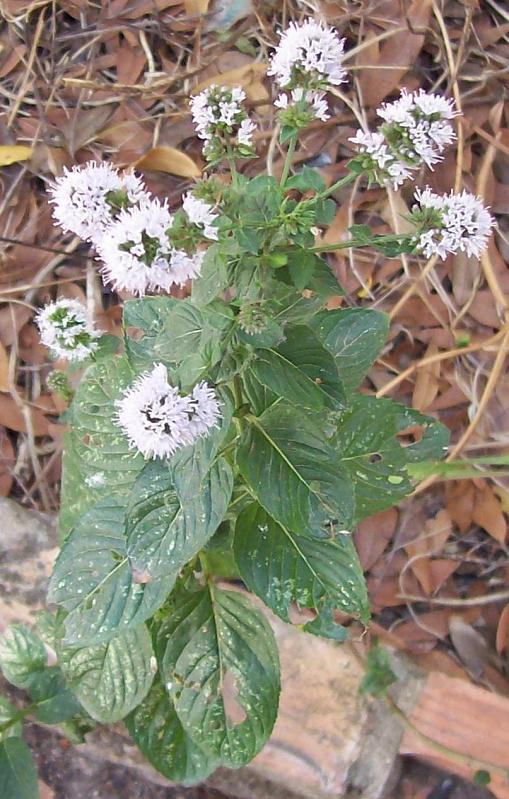 Menta piperita. Fotografiada en Zaragoza. 3