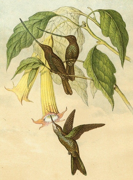 Datura brugmansia o Datura arborea 450