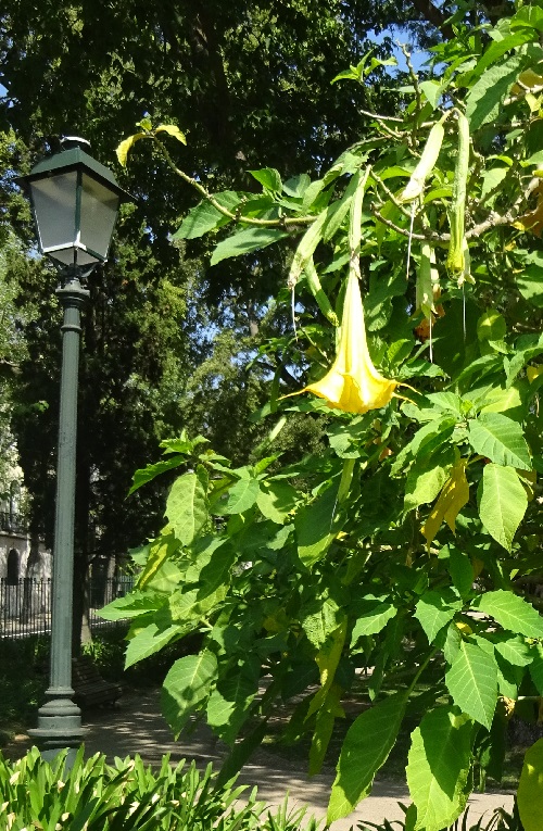 Datura brugmansia o Datura arborea en un parque público de Lisboa 2