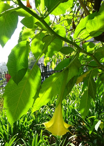 Datura brugmansia o Datura arborea en un parque público de Lisboa 4