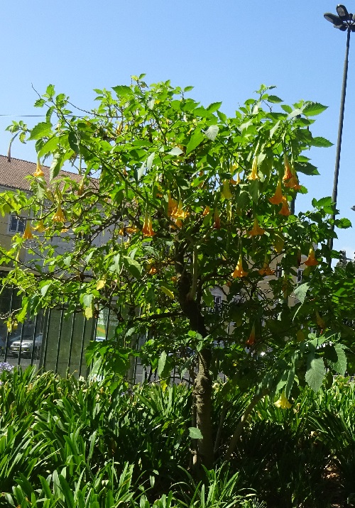 Datura brugmansia o Datura arborea en un parque público de Lisboa 5