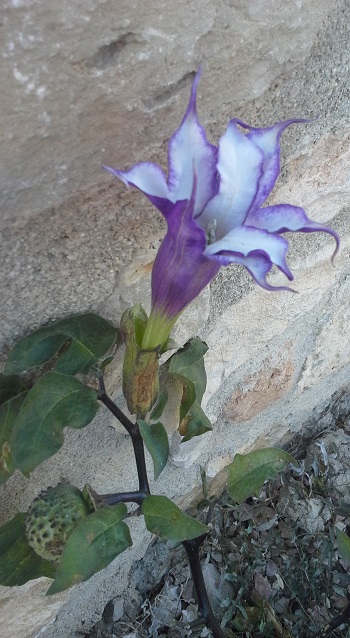 Datura fastuosa. 1