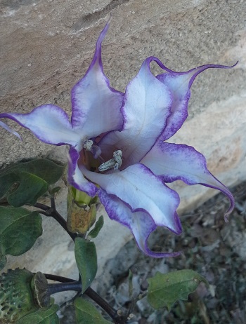 Datura fastuosa. 2