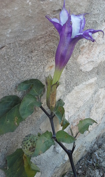 Datura fastuosa. 3