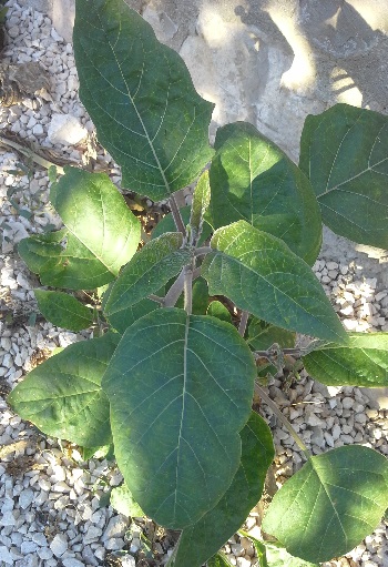 Datura fastuosa. 4