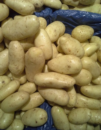 Patatas, Solanum tuberosum.