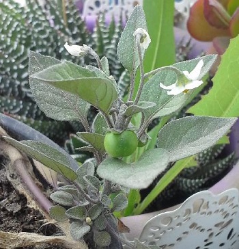 Tomatitos, Solanum nigrum. 1