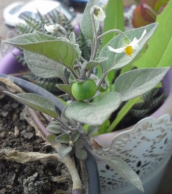 Tomatitos, Solanum nigrum. 2
