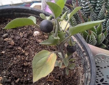 Tomatitos, Solanum nigrum. 3