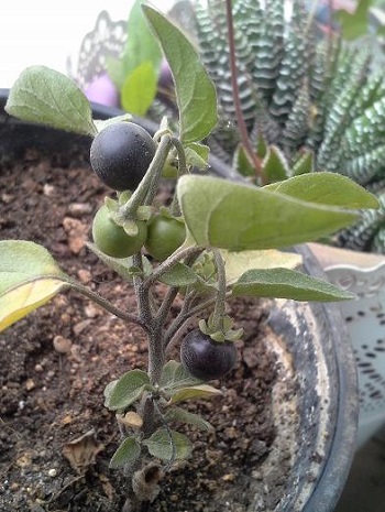 Tomatitos, Solanum nigrum. 4