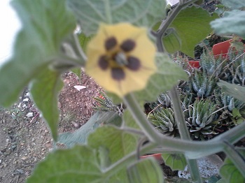 Uchuva. Physales peruviana. Solanaceas 2