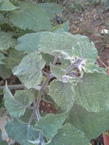 Uchuva. Physales peruviana. Solanaceas 5