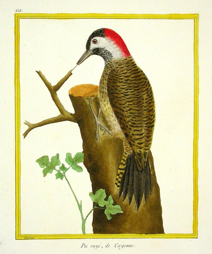 Lamina 613. Martinet & Buffon, Histoire Naturelle des Oiseaux 1770-1786.