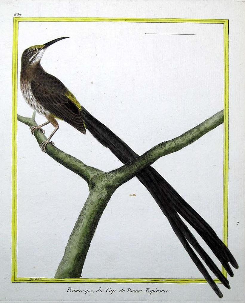 Lamina 637. Martinet & Buffon, Histoire Naturelle des Oiseaux 1770-1786.