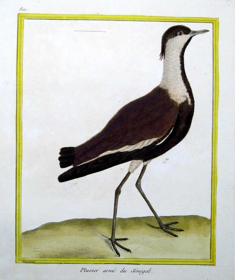 Lamina 801. Martinet & Buffon, Histoire Naturelle des Oiseaux 1770-1786.