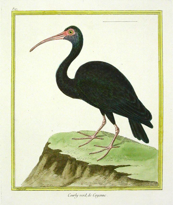 Lamina 820. Martinet & Buffon, Histoire Naturelle des Oiseaux 1770-1786.