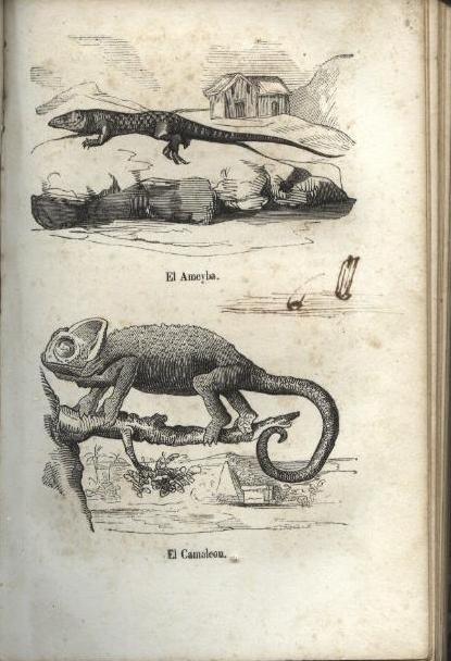 Ilustraciones de Reptiles. Buffon Historia Natural de los Cuadrupedos, Oviparos y de las Culebras