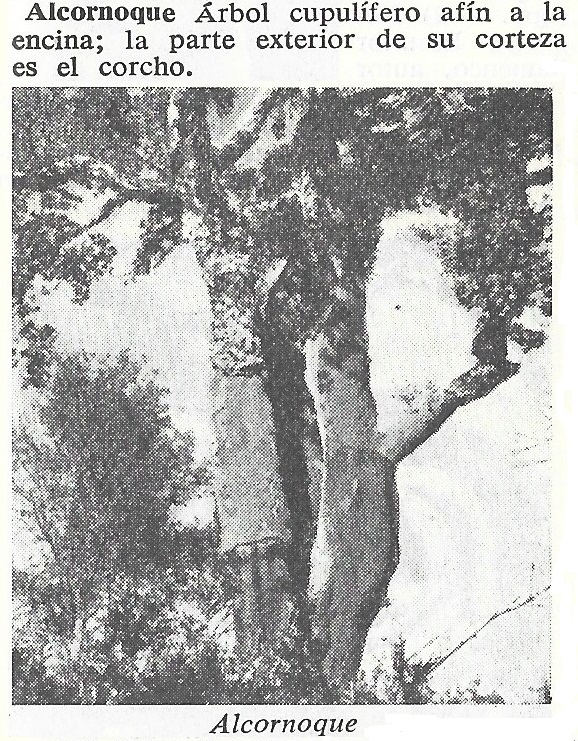 Alcornoque