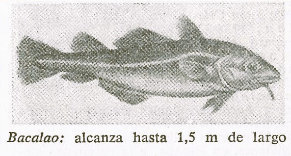 Bacalao