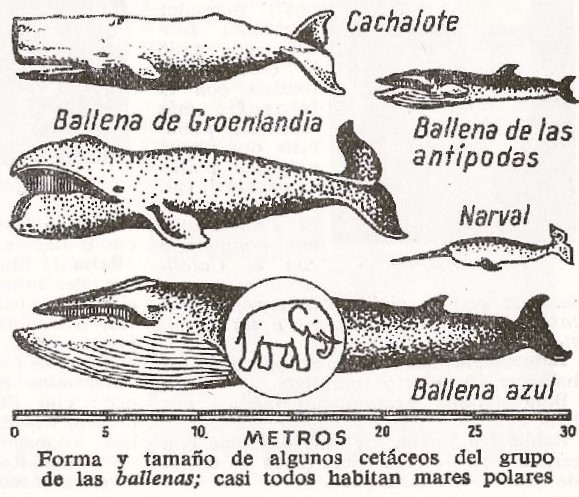 Ballenas