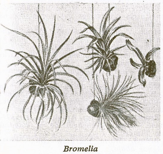 Bromelia