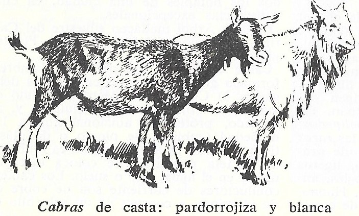 Cabras