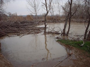Crecida del Ebro el día 9-02-03 a su paso por la provincia de Zaragoza