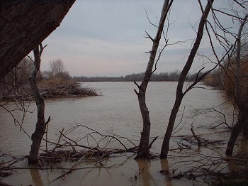 Crecida del Ebro la tarde del día 9-02-03 a su paso por la provincia de Zaragoza
