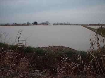 Crecida del Ebro la tarde del día 9-02-03 a su paso por la provincia de Zaragoza
