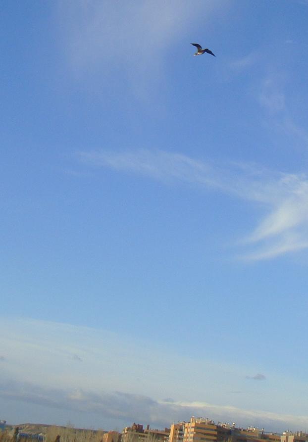 Ave volando sobre el Ebro 23 de enero de 2013 en Zaragoza. 01