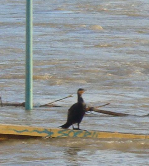 Pajaro disfrutando de la subida del Ebro. 2
