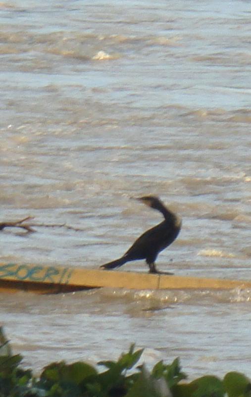 Pajaro disfrutando de la subida del Ebro 23 de enero de 2013 en Zaragoza. 3 Pajaro disfrutando de la subida del Ebro 23 de enero de 2013 en Zaragoza. 3