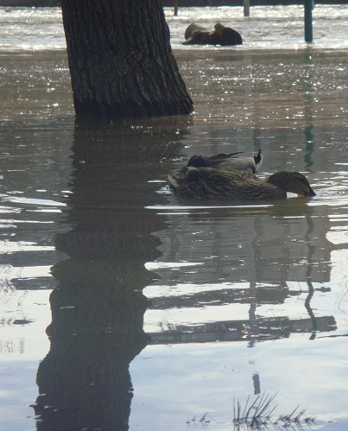 Riada del Ebro el 1 de marzo de 2015 a su paso por Zaragoza. 10