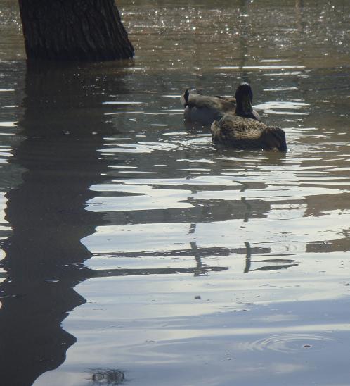 Riada del Ebro el 1 de marzo de 2015 a su paso por Zaragoza. 11